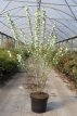 Prunus glandulosa 'Alba Plena' 60/80 C10 Prunus glandulosa ‘Alba Plena’ - Witte amandel 60-80 C10