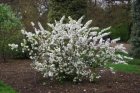 Prunus glandulosa 'Alba Plena' 60/80 C10 Prunus glandulosa ‘Alba Plena’ - Witte amandel 60-80 C10