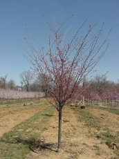 Prunus hybr.'Accolade' 6/8 HA C12 Prunus hybr. 'Accolade'  6/8  HA C12 JAPANSE KERSELAAR
