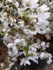 Prunus incisa Kojou-no-mai 25/30 C4 Prunus incisa ‘Kojou-no-mai’-Chinese dwergsierkers 25-30 C4