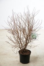 Prunus incisa ‘Kojou-no-mai’ 60/80 C12 Prunus incisa ‘Kojou-no-mai’-Chinese dwergsierkers 60-80 C12