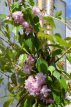 Prunus ‘Kiku-shidare-zakura’ 10/12 HO C30 Prunus serrulata ‘Kiku-shidare-zakura’ 10/12 HO C30 KERS-SIERKERS