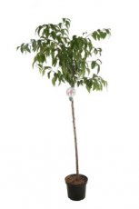 Prunus ‘Kiku-shidare-zakura’ 6/8 HA C18 Prunus serrulata ‘Kiku-shidare-zakura’ 6/8 HA C18 KERS-SIERKERS