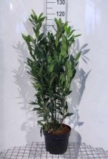Prunus laur. Herbergii 60/80 C Prunus laurocerasus  ‘Herbergii’ |GESCHIKT LAGE HAAG☃|  Laurierkers 60-80 C