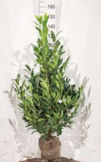 Prunus laur. Herbergii 80/100 Mot Prunus laurocerasus  ‘Herbergii’ |GESCHIKT LAGE HAAG☃|  Laurierkers 80-100 Mot