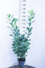 Prunus laur. 'Novita' 60-80 C3 Prunus laurocerasus ‘Novita’- Laurierkers 60-80 C3