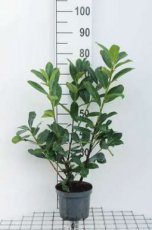 Prunus laur. 'Novita' 80-100 C5 Prunus laurocerasus ‘Novita’ - Laurierkers 80-100 C5