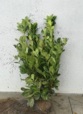 Prunus laur. ‘Rotundifolia’ 100/125 Mot Prunus laurocerasus ‘Rotundifolia’ - Laurierkers-Paplaurier  100-125  Mot
