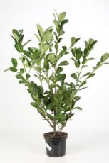 Prunus laur. ‘Rotundifolia’ 100/125 C10 Prunus laurocerasus ‘Rotundifolia’ - Laurierkers-Paplaurier 100-125 C10