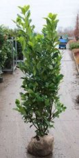 Prunus laur. ‘Rotundifolia’ 125/150 Mot Prunus laurocerasus ‘Rotundifolia’ - Laurierkers-Paplaurier  125-150  Mot