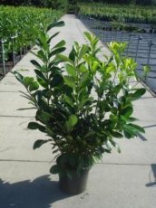 Prunus laur. ‘Rotundifolia’ 125/150 C12 Prunus laurocerasus ‘Rotundifolia’ - Laurierkers-Paplaurier  125-150  C12