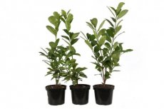 Prunus laur. ‘Rotundifolia’ 60/80 C3 20 st. Prunus laurocerasus ‘Rotundifolia’ - Laurierkers-Paplaurier - 20 st. 60-80 C3