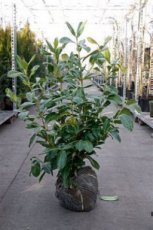 Prunus laur. ‘Rotundifolia’ 80/100 Mot Prunus laurocerasus ‘Rotundifolia’ - Laurierkers-Paplaurier  80-100  Mot