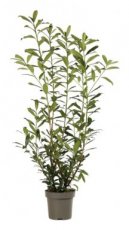 Prunus laurocerasus ‘Caucasica’ 100/125 C10 Prunus laurocerasus ‘Caucasica’ - Laurierkers 100-125 C10