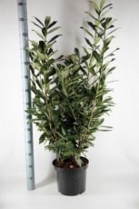 Prunus laurocerasus ‘Caucasica’ 125/150 C12 Prunus laurocerasus ‘Caucasica’ - Laurierkers  125-150  C12