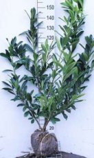Prunus laurocerasus ‘Caucasica’ 125/150 Mot Prunus laurocerasus ‘Caucasica’ - Laurierkers  125-150  Mot