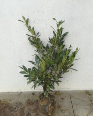 Prunus laurocerasus ‘Caucasica’ 80/100 Mot Prunus laurocerasus ‘Caucasica’ - Laurierkers 80-100  Mot