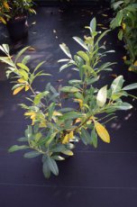 Prunus laurocerasus 'Herbergii' 40/60 C Prunus laur. ‘Herbergii’ - Laurier-cerise 40-60 C