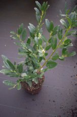 Prunus laurocerasus 'Mano' 40/50 C Prunus laurocerasus  ‘Mano’-Laurierkers 40-50 C