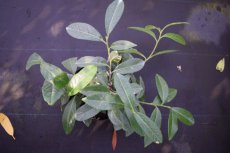 Prunus laurocerasus 'Mount Vernon' 20/25 C Prunus laurocerasus  ‘Mount Vernon’-Laurierkers 20-25 C