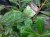 Prunus laur. ‘Novita’ 40-60 C Prunus laurocerasus ‘Novita’|GESCHIKT HOGE HAAG☃| Laurierkers 40-60 C