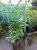 Prunus laur. ‘Novita’ 40-60 C Prunus laurocerasus ‘Novita’|GESCHIKT HOGE HAAG☃| Laurierkers 40-60 C