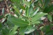Prunus laurocerasus ‘Otto Luyken’ 30/40 C Prunus laurocerasus  ‘Otto Luyken’ |GESCHIKT LAGE HAAG☃|  Laurierkers 30-40 C
