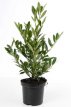 Prunus laurocerasus ‘Otto Luyken’ 30/40 C Prunus laurocerasus  ‘Otto Luyken’ |GESCHIKT LAGE HAAG☃|  Laurierkers 30-40 C