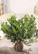 Prunus laurocerasus  ‘Otto Luyken’ 60/80 Mot Prunus laurocerasus  ‘Otto Luyken’ - Laurierkers 60-80  Mot