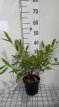 Prunus laurocerasus 'Zabeliana' 30/40 C Prunus laurocerasus ‘Zabeliana’-Laurierkers 30-40 C