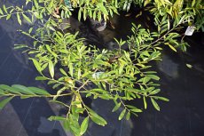 Prunus laurocerasus ‘Zabeliana’-Laurierkers 30-40 C