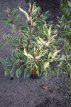 Prunus lusitanica 'Variegata' 80/100 C12 Prunus lusitanica ‘Variegata’-Portugese laurierkers 80-100 C12
