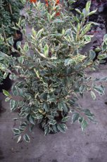 Prunus lusitanica 'Variegata' 80/100 C12 Prunus lusitanica ‘Variegata’-Portugese laurierkers 80-100 C12