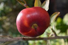 Prunus persica nucipersica 'Flateryna' STR C Prunus persica nucipersica 'Flateryna' | Platte Nectarine C7