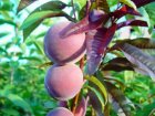 Prunus persica 'Rubira' STR C5 Prunus persica 'Rubira'® | Roodbladige - Roodvlezige perzik C5