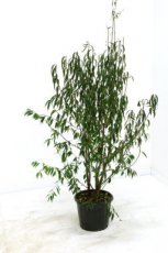 Prunus serrula - Tibetaanse sierkers 100-125 C12