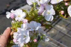Prunus serrulata  ‘Amanogawa’ - Sierkers-Kers 60-80 C5