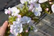 Prunus serr. 'Amanogawa' 10/12 HO C30 Prunus serrulata 'Amanogawa' 10/12 HO C30 KERS-SIERKERS