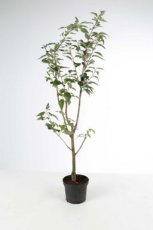 Prunus serrulata  ‘Kanzan’ 150/175 C8 Prunus serrulata  ‘Kanzan’ - Sierkers-Kers  150-175 C8