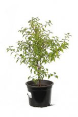 Prunus spinosa 100/125 C4 Prunus spinosa | GESCHIKT HOGE HAAG| Sleedoorn 100-125 C4