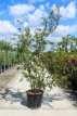 Prunus subh. ‘Aut.Rosea’(meerstam) 125/150 C25 Prunus subhirtella ‘Autumnalis Rosea’ (meerstammig) 125/150 C25 SIERKERS