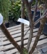 Prunus subh. ‘Aut.Rosea’(meerstam) 125/150 C25 Prunus subhirtella ‘Autumnalis Rosea’ (meerstammig) 125/150 C25 SIERKERS