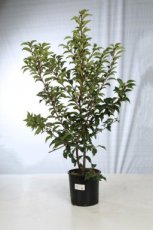 Prunus subhirtella 'Autumnalis Rosea' 125/150 C20 Prunus subhirtella  ‘Autumnalis Rosea’ - Sierkers-Kers 125-150 C20