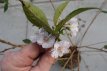 Prunus sub. 'Autumnalis Rosea' - Stam 120 C10 Prunus subhirtella 'Autumnalis Rosea' - Sierkers - Stam 120 C10