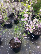 Prunus triloba-Amandelboompje 50-60 C