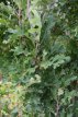Quercus bim. 'Crimson Spire' 8/10 HO Mot Quercus bimondorum 'Crimson Spire'(=Crimschmidt) 8/10 HO Mot  EIK