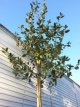 Quercus ilex 8/10 HO C25 Quercus ilex=WINTERGROEN (geschikt voor lei) 8/10 C25 ☼ STEENEIK