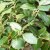 Quercus ilex (leivorm) 8/10 C25 Quercus ilex=WINTERGROEN (leivorm-voorgeleid) 8-10 C25 | STEENEIK