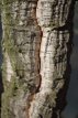 Quercus suber (meerstammig) 125/150 C25 Quercus suber (meerstammig) 125-150 C25 KURKEIK