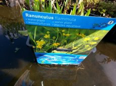 Ranunculus flammula P18 Ranunculus flammula | Boterbloem   20-25  P18